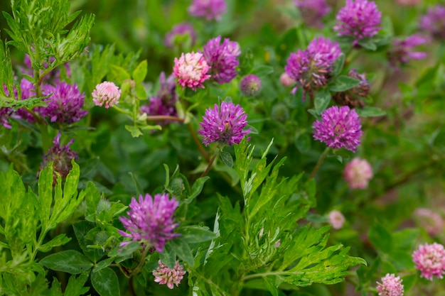 사진 야생 은 클로버 (trifolium pratense) 는 유럽에서 특히 자연 풀에서 흔히 볼 수 있는 다년생 식물입니다.