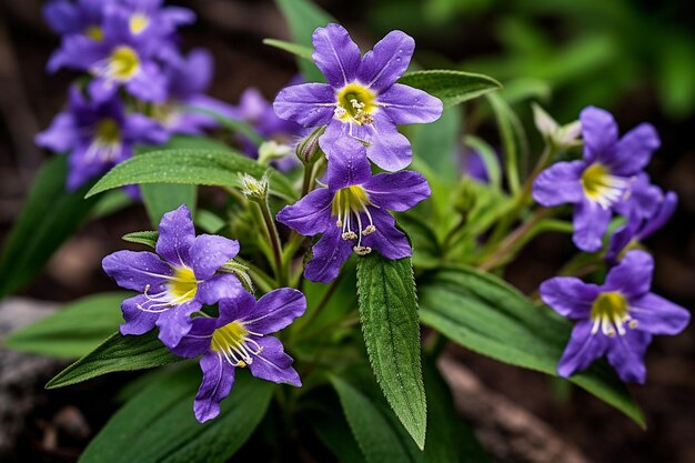 Photo close up of wild spiderwort flowers