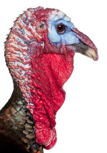 Photo close-up of wild turkey, meleagris gallopavo, in front of white background