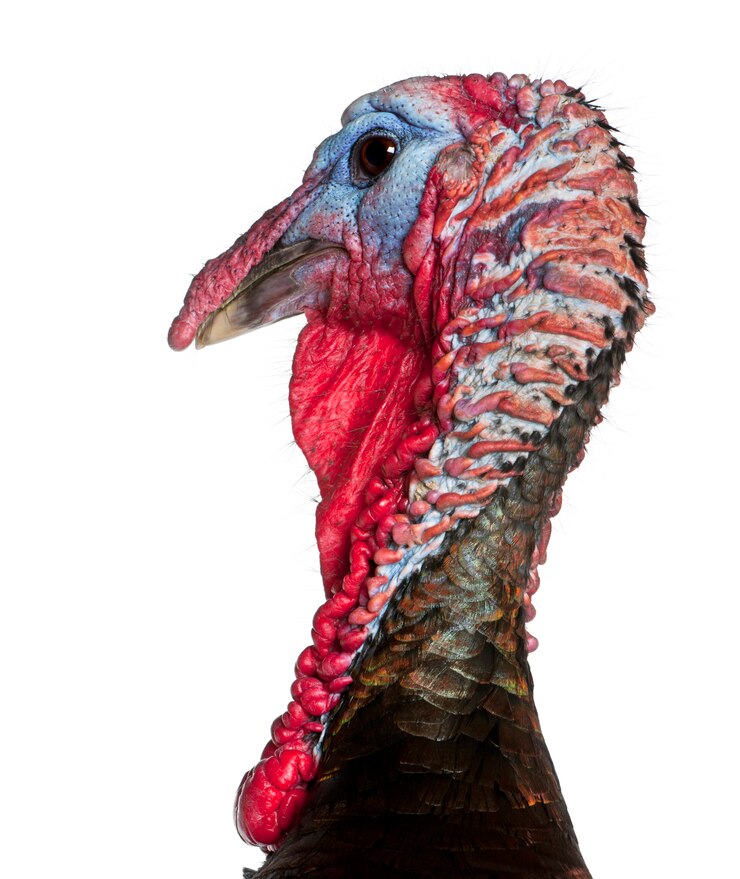 Photo close-up of wild turkey, meleagris gallopavo, in front of white background
