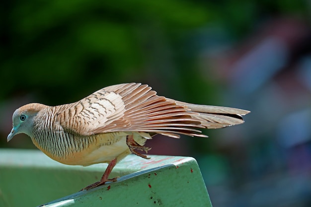 野生のシマウマ鳩のバルコニーで日光の下でストレッチのクローズアップ