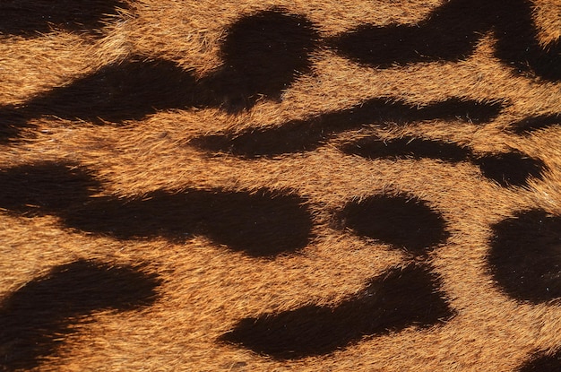 黒い斑点のあるヤマネコの皮の接写