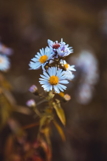 Close-up wilde chamomiles plant bloeiend groeiend in bosweide veld tuin zomer Kruidengeur