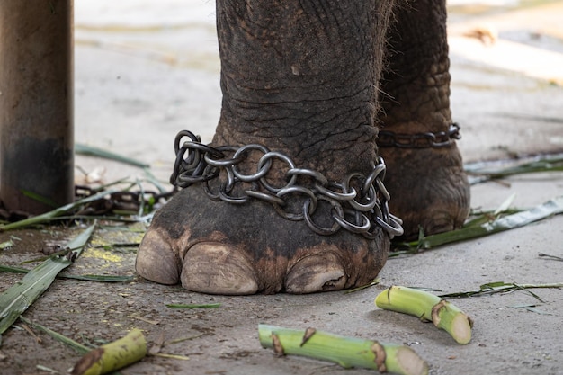 Close-up wilde olifant strompelt op been bezinksel Gevangen controleketting armbanden ringen