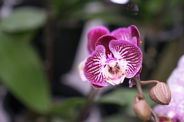 close-up wilde paarse en witte orchideebloemen met knoppen