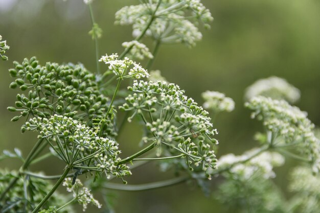 Close-up wilde witte bloemen van hemlock plant