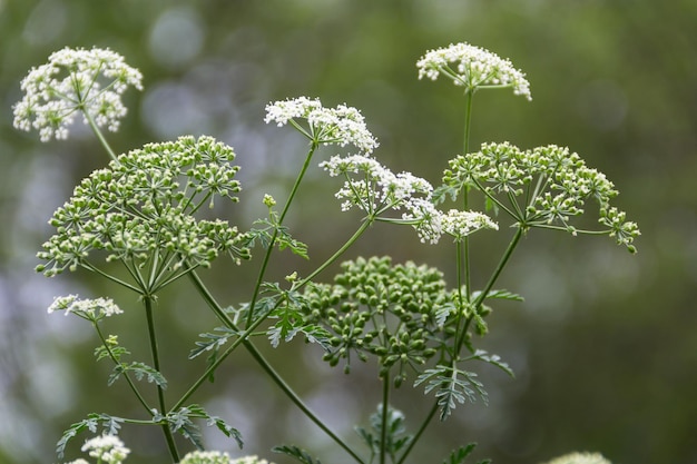 Close-up wilde witte bloemen van hemlock plant