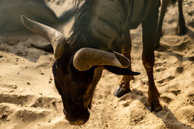 Foto prossimo piano di un gnu