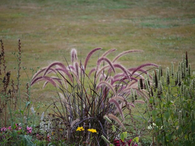 Foto prossimo piano di fiori selvatici