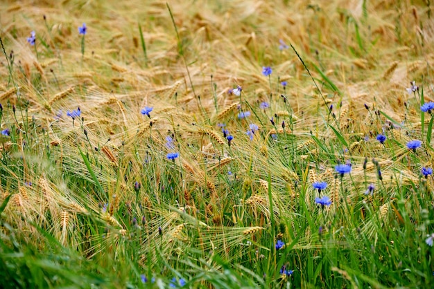 Photo close-up of wildflowers