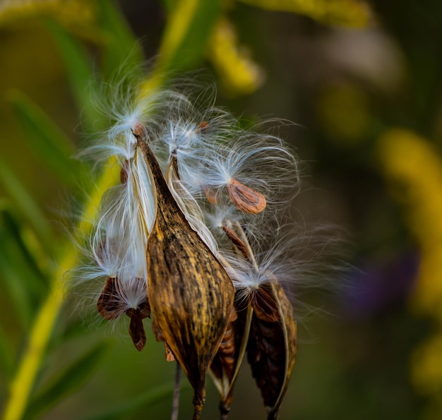 Foto close-up di un fiore di dente di leone appassito