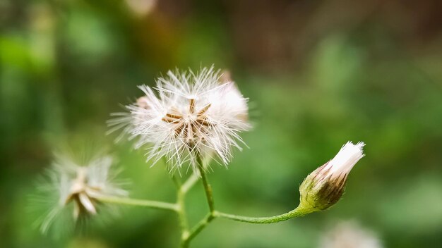 Close-up of wilted dandelion flower