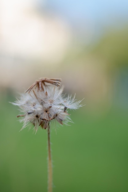 Close-up of wilted dandelion