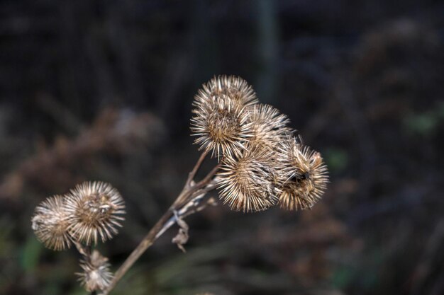 Close-up of wilted dandelion