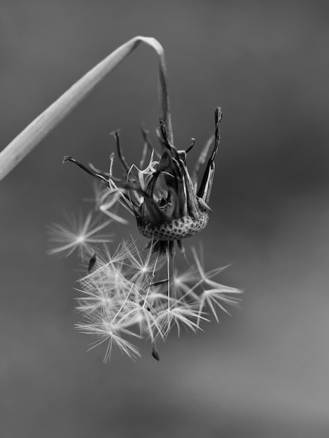 Photo close-up of wilted dandelion