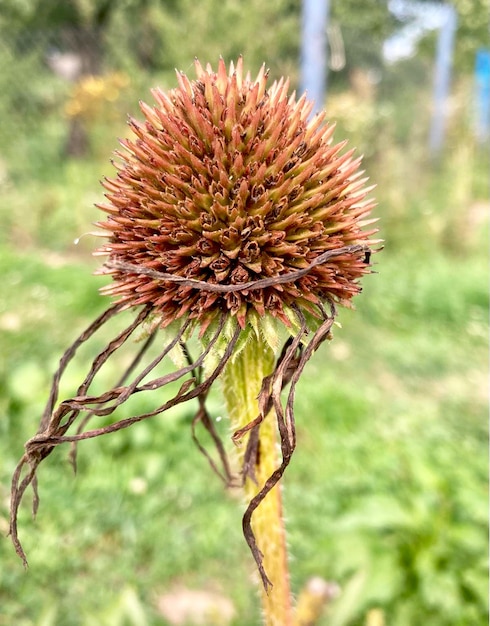 시든 Echinacea purpurea 꽃의 클로즈업입니다.