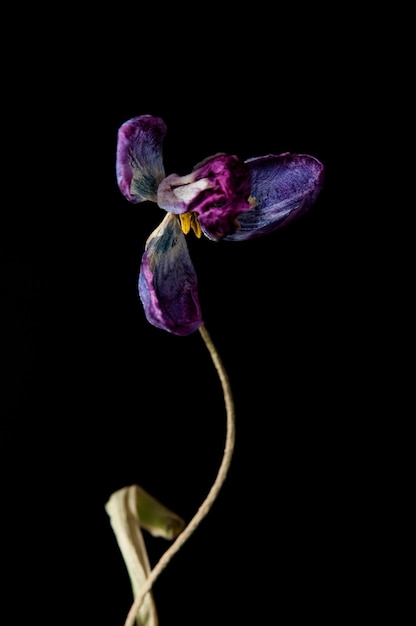 Foto close-up di un fiore appassito su uno sfondo nero