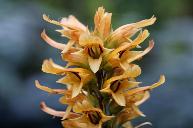 Close-up of wilted flower against blurred background