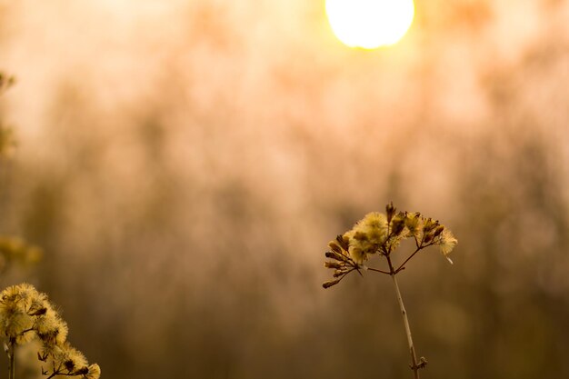 Close-up of wilted flower against blurred background