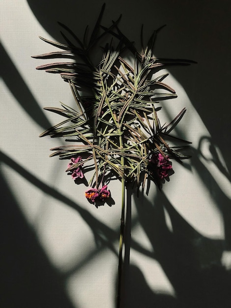 Photo close-up of wilted flower against wall