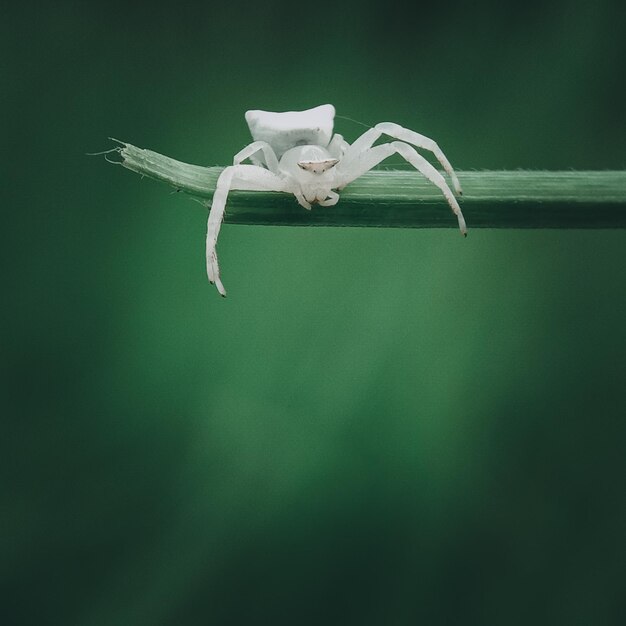 Close-up of wilted flower against white background