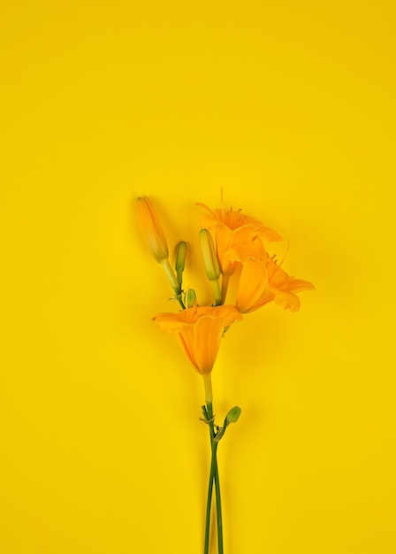 Close-up of wilted flower against yellow background