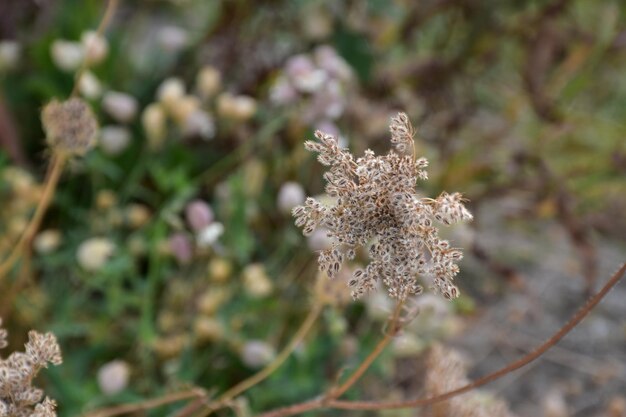 Foto close-up di un fiore appassito sul campo