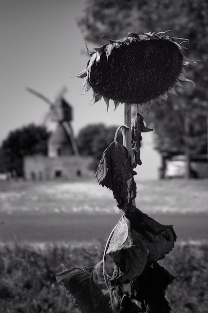 Foto close-up di un fiore appassito sul campo