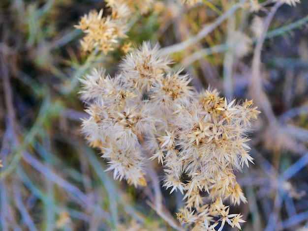 Foto close-up di un fiore appassito sul campo