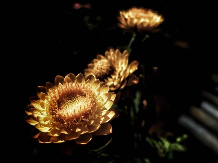 Photo 밤 에 마른 꽃 의 클로즈업