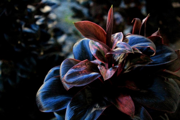 枯れた花の植物のクローズアップ