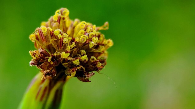 Close-up of wilted flower plant