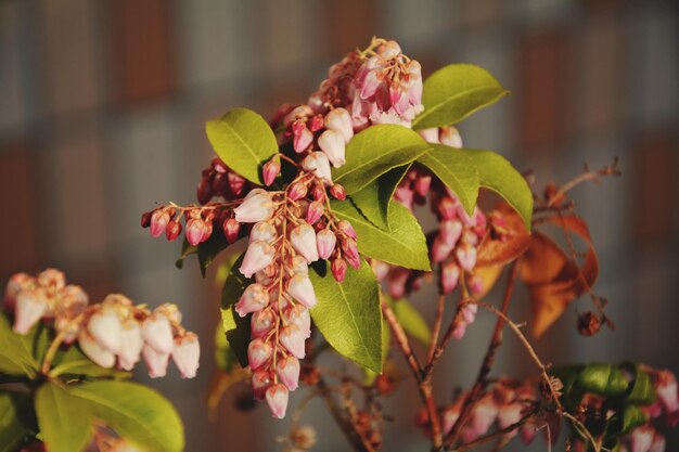 Foto prossimo piano di una pianta da fiore appassita