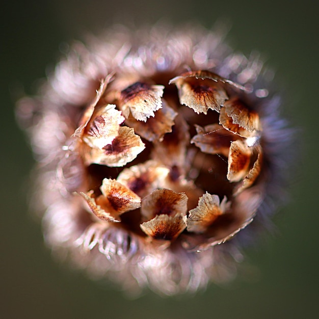 Foto prossimo piano di una pianta da fiore appassita