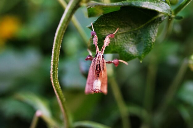 Close-up of wilted flower on plant