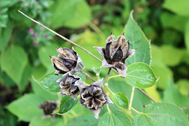 Close-up of wilted flower on plant