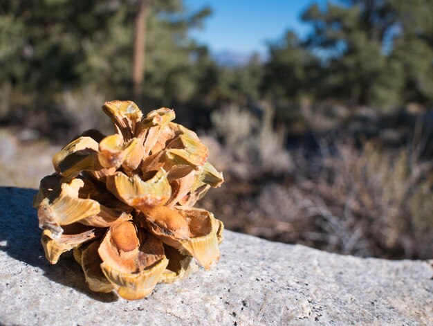 Photo close-up of wilted flower on rock