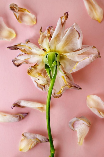 close-up of wilted flower on table
