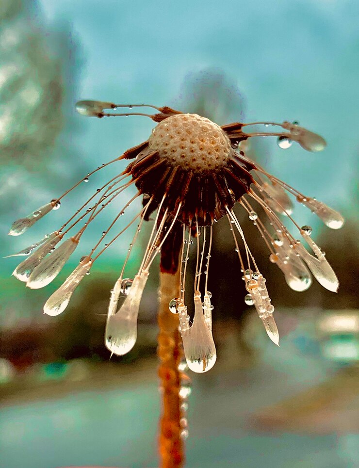 फोटो close-up of wilted flower on water