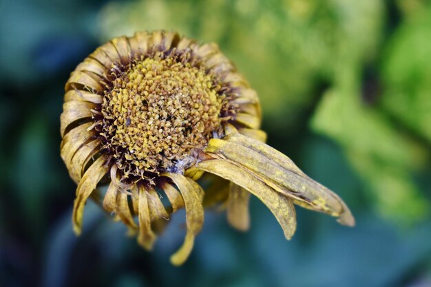 Foto close-up di un fiore appassito