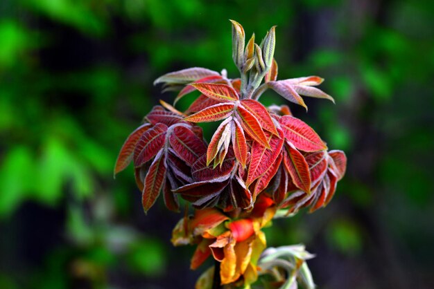 Close-up of wilted flower