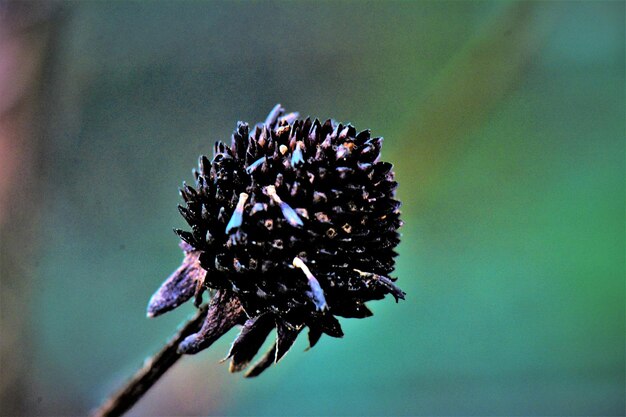 Close-up of wilted flower