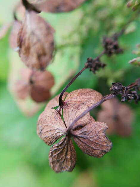 Foto close-up di un fiore appassito