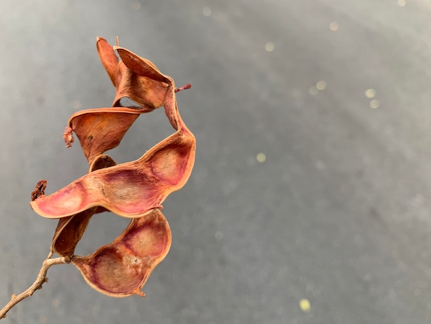 Close-up of wilted flower