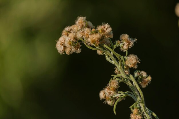 Foto close-up di un fiore appassito