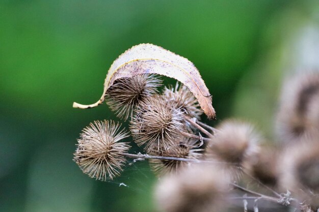 Foto close-up di un fiore appassito