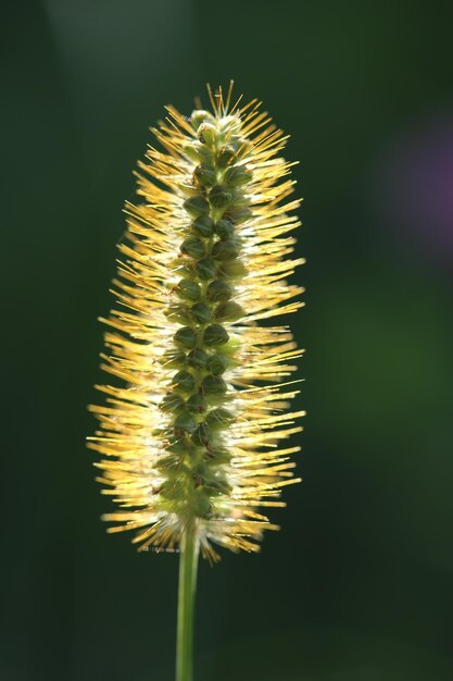 Foto close-up di un fiore appassito