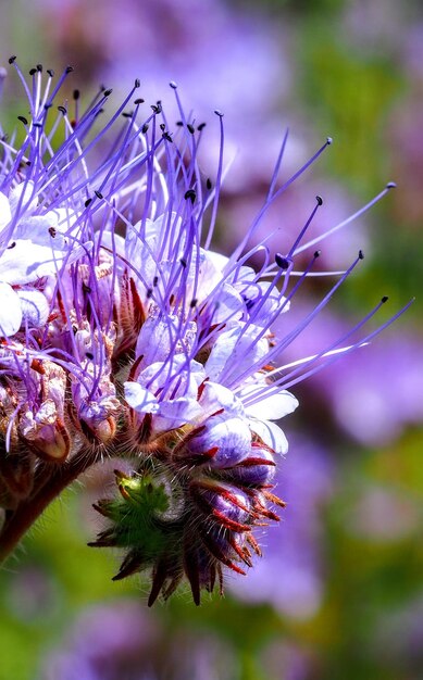 Close-up of wilted flower