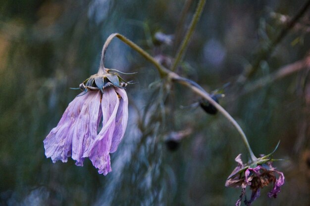 Foto close-up di un fiore appassito