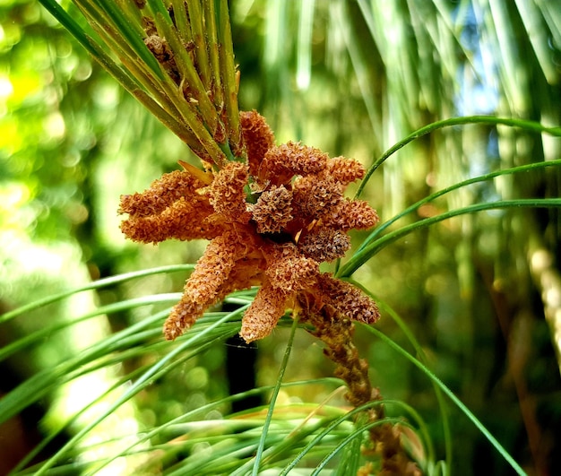 Foto close-up di un fiore appassito